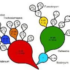 Attēlu rezultāti vaicājumam “Saelania glaucescens sporophyte”