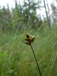 Attēlu rezultāti vaicājumam “Carex chordorrhiza”
