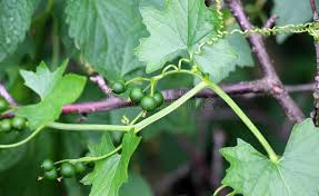 Attēlu rezultāti vaicājumam “Bryonia alba leaf”