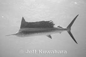 Image result for Istiophorus platypterus