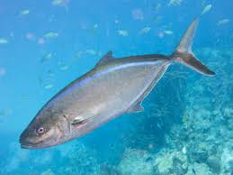 Image result for Caranx ruber