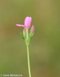 Attēlu rezultāti vaicājumam “Centaurium littorale”