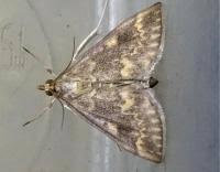 Attēlu rezultāti vaicājumam “Ostrinia nubilalis”