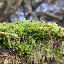 Attēlu rezultāti vaicājumam “Bryum moravicum”