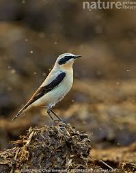 Attēlu rezultāti vaicājumam “Oenanthe oenanthe male”