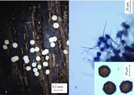 Attēlu rezultāti vaicājumam “Didymium difforme sessile”
