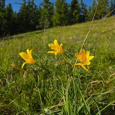 Attēlu rezultāti vaicājumam “Hemerocallis lilioasphodelus flower”