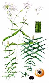 Attēlu rezultāti vaicājumam “Stellaria holostea fruit”