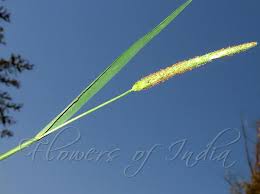 Attēlu rezultāti vaicājumam “Alopecurus aequalis”