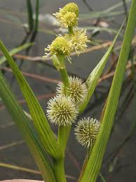 Attēlu rezultāti vaicājumam “Sparganium minimum”