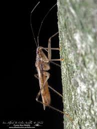 Attēlu rezultāti vaicājumam “Miridae”