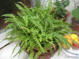 Image result for НЕФРОЛЕПИС (Nephrolepis