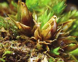 Attēlu rezultāti vaicājumam “Acaulon muticum sporophyte”