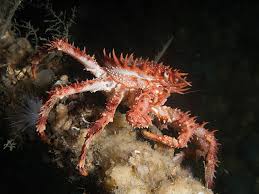 Image result for Lithodes maja