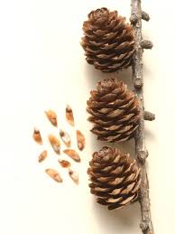 Attēlu rezultāti vaicājumam “Larix kaempferi fruit”