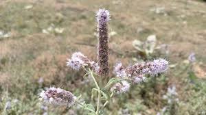 Attēlu rezultāti vaicājumam “Mentha longifolia flower”