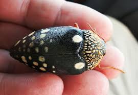 Attēlu rezultāti vaicājumam “Licea castanea macro”