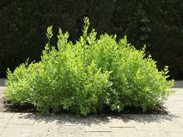 Image result for Liebstöckel