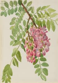 Attēlu rezultāti vaicājumam “Robinia neomexicana”