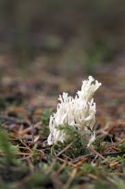 Attēlu rezultāti vaicājumam “Ramariopsis kunzei”