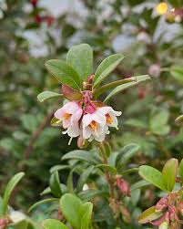 Attēlu rezultāti vaicājumam “Vaccinium vitis-idaea flower”