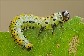 Attēlu rezultāti vaicājumam “Argidae larva”