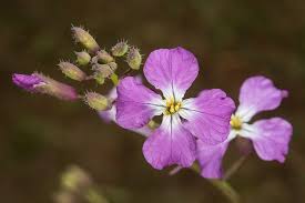 Attēlu rezultāti vaicājumam “Raphanus sativus flower”