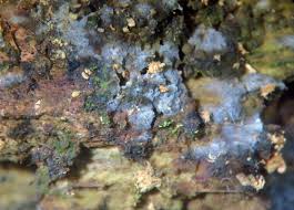 Attēlu rezultāti vaicājumam “Basidiodendron”