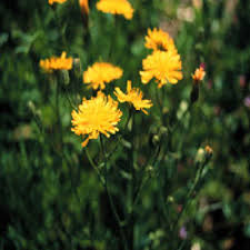 Attēlu rezultāti vaicājumam “Crepis tectorum fruit”