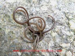 Attēlu rezultāti vaicājumam “Gordius aquaticus”