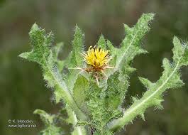 Image result for Cnicus benedictus