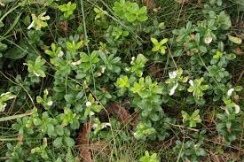 Attēlu rezultāti vaicājumam “Exobasidium vaccinii”