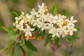 Attēlu rezultāti vaicājumam “Ledum palustre flower”