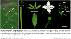 Attēlu rezultāti vaicājumam “Galium palustre fruit”