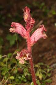 Attēlu rezultāti vaicājumam “Orobanche reticulata flower”