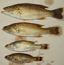 Image result for Micropterus dolomieu