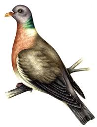 Image result for Columba palumbus