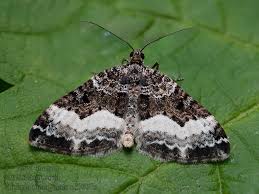 Attēlu rezultāti vaicājumam “Euphyia unangulata”