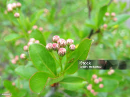 Attēlu rezultāti vaicājumam “Aronia melanocarpa bud”