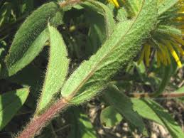 Image result for Inula hirta