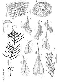Attēlu rezultāti vaicājumam “Palustriella decipiens”