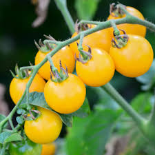 Afbeeldingsresultaat voor broad ripple yellow currant tomato
