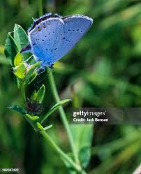 Attēlu rezultāti vaicājumam “Phengaris arion upperside”