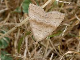 Attēlu rezultāti vaicājumam “Herminia tarsicrinalis”