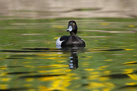 Attēlu rezultāti vaicājumam “Aythya fuligula male”