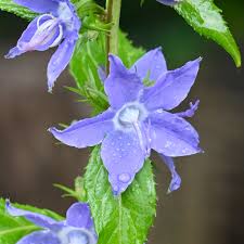 Image result for Campanula americana