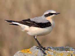 Attēlu rezultāti vaicājumam “Oenanthe oenanthe”