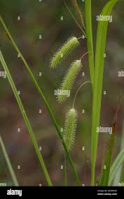 Attēlu rezultāti vaicājumam “Carex pseudocyperus fruit”
