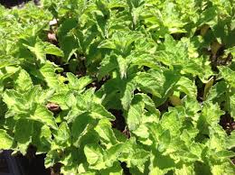 Attēlu rezultāti vaicājumam “Mentha x piperita leaf”