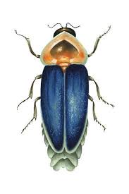 Attēlu rezultāti vaicājumam “Lampyridae”